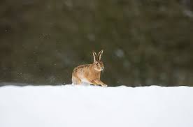 Attēlu rezultāti vaicājumam “Lepus europaeus adult”