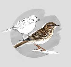 Attēlu rezultāti vaicājumam “Motacillidae”