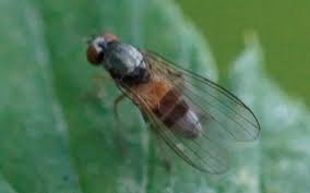 Attēlu rezultāti vaicājumam “Platypezidae”