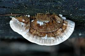 Attēlu rezultāti vaicājumam “Skeletocutis odora”