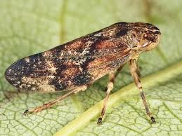 Attēlu rezultāti vaicājumam “Aphrophoridae nymph”