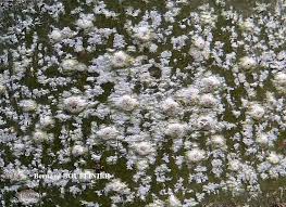 Attēlu rezultāti vaicājumam “Pertusaria leioplaca”