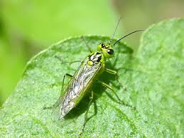 Attēlu rezultāti vaicājumam “Rhogogaster viridis”