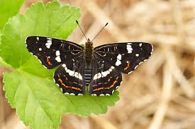 Attēlu rezultāti vaicājumam “Araschnia levana larva”