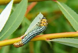 Attēlu rezultāti vaicājumam “Nematus salicis”