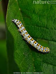 Attēlu rezultāti vaicājumam “Shargacucullia scrophulariae”