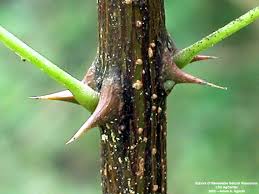 Attēlu rezultāti vaicājumam “Robinia pseudoacacia fruit”