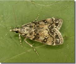 Attēlu rezultāti vaicājumam “Eudonia lacustrata”