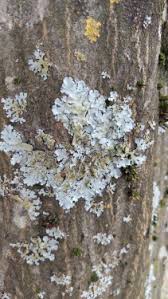 Attēlu rezultāti vaicājumam “Parmelina tiliacea”