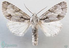 Attēlu rezultāti vaicājumam “Acronicta cuspis”