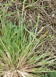 Attēlu rezultāti vaicājumam “Alopecurus aequalis”