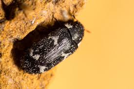 Attēlu rezultāti vaicājumam “Megatoma undata”