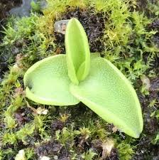 Attēlu rezultāti vaicājumam “Pinguicula vulgaris leaf”