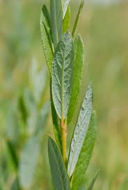 Attēlu rezultāti vaicājumam “Salix repens subsp. rosmarinifolia”