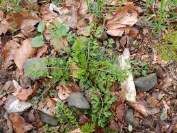 Attēlu rezultāti vaicājumam “Cardamine impatiens”