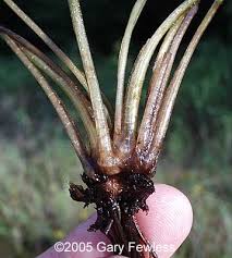 Attēlu rezultāti vaicājumam “Isoetes echinospora leaf”