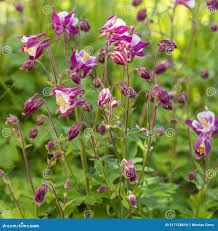 Image result for Akelei