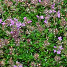Attēlu rezultāti vaicājumam “Thymus serpyllum flower”