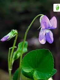 Attēlu rezultāti vaicājumam “Viola riviniana flower”