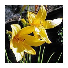 Attēlu rezultāti vaicājumam “Hemerocallis lilioasphodelus”