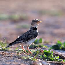 Image result for Melanocorypha calandra