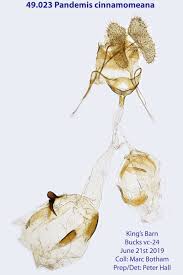 Attēlu rezultāti vaicājumam “Pandemis cinnamomeana female”