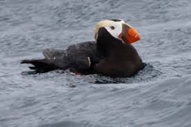 Image result for Fratercula cirrhata