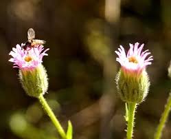 Attēlu rezultāti vaicājumam “Erigeron acris flower”
