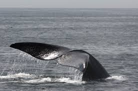 Image result for Eubalaena glacialis