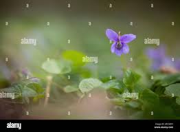 Attēlu rezultāti vaicājumam “Viola reichenbachiana flower”