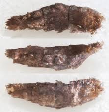 Attēlu rezultāti vaicājumam “Denisia similella”