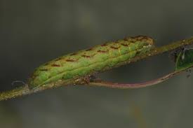 Attēlu rezultāti vaicājumam “Lacanobia contigua larva”