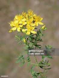 Image result for Johanniskraut