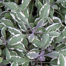 Image result for Salvia officinalis