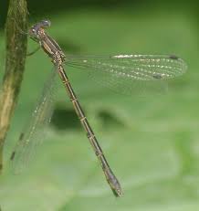 Attēlu rezultāti vaicājumam “Lestidae”