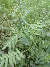 Attēlu rezultāti vaicājumam “Sium latifolium”