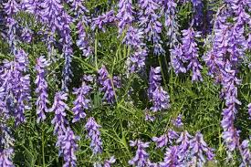 Attēlu rezultāti vaicājumam “Vicia tenuifolia flower”