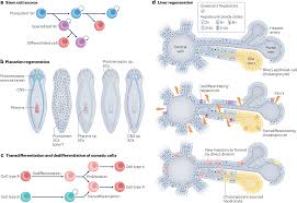 Image result for backmodel terzi