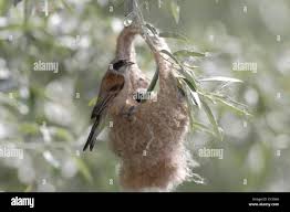 Attēlu rezultāti vaicājumam “Remiz pendulinus”