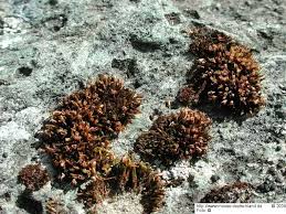 Attēlu rezultāti vaicājumam “Schistidium robustum”