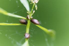 Attēlu rezultāti vaicājumam “Cardamine bulbifera leaf”