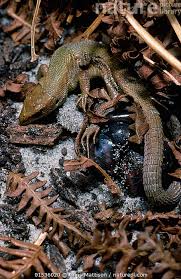 Attēlu rezultāti vaicājumam “Lacerta vivipara female”