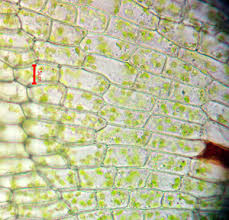 Attēlu rezultāti vaicājumam “Bryum funkii”