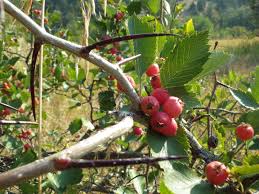 Attēlu rezultāti vaicājumam “Crataegus chrysocarpa”