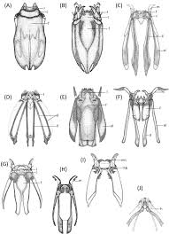 Attēlu rezultāti vaicājumam “Capsus ater imago”