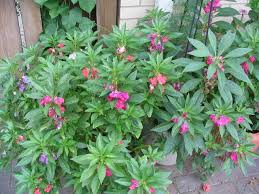 Image result for Impatiens balsamina