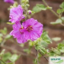 Image result for Malva moschata