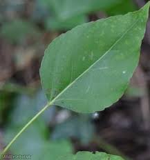 Attēlu rezultāti vaicājumam “Populus x berolinensis”