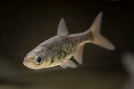 Image result for Hypophthalmichthys nobilis