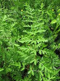 Attēlu rezultāti vaicājumam “Libanotis montana flower”